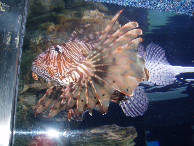 KeHa_in_South_Africa - 064